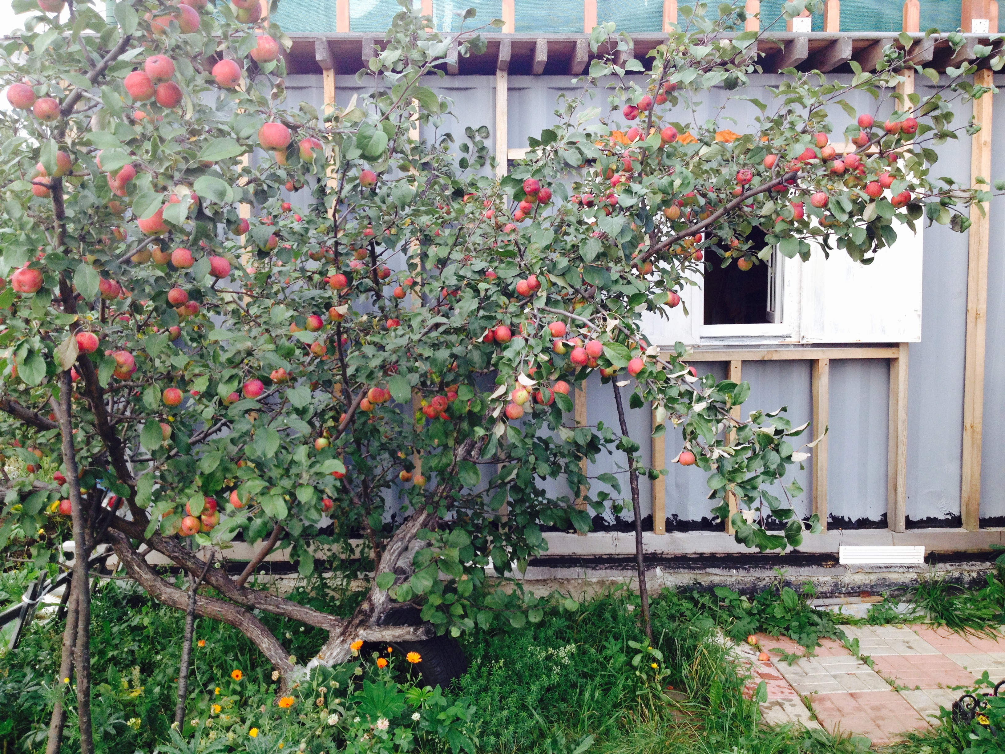 House from the container in the garden